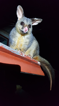 Australian wildlife brushtail possum at Grampians Paradise Camping and Caravan Parkland